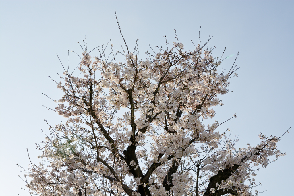 住宅地に咲く