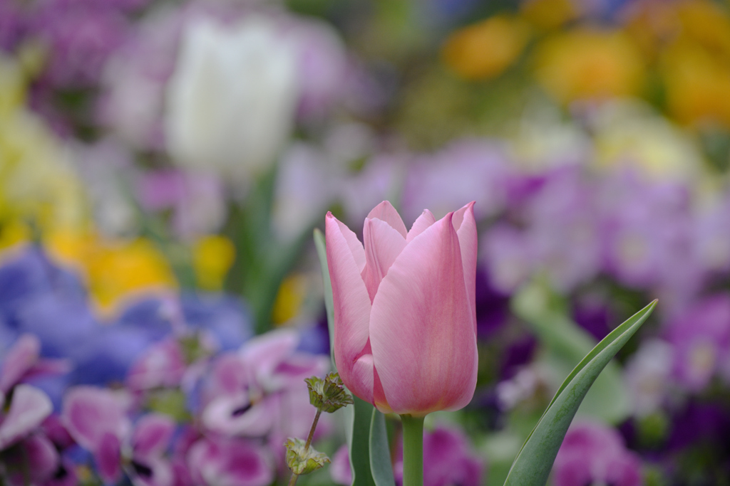 カラフルなキャンバス