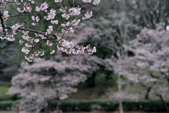 あっちの桜にこっちの桜