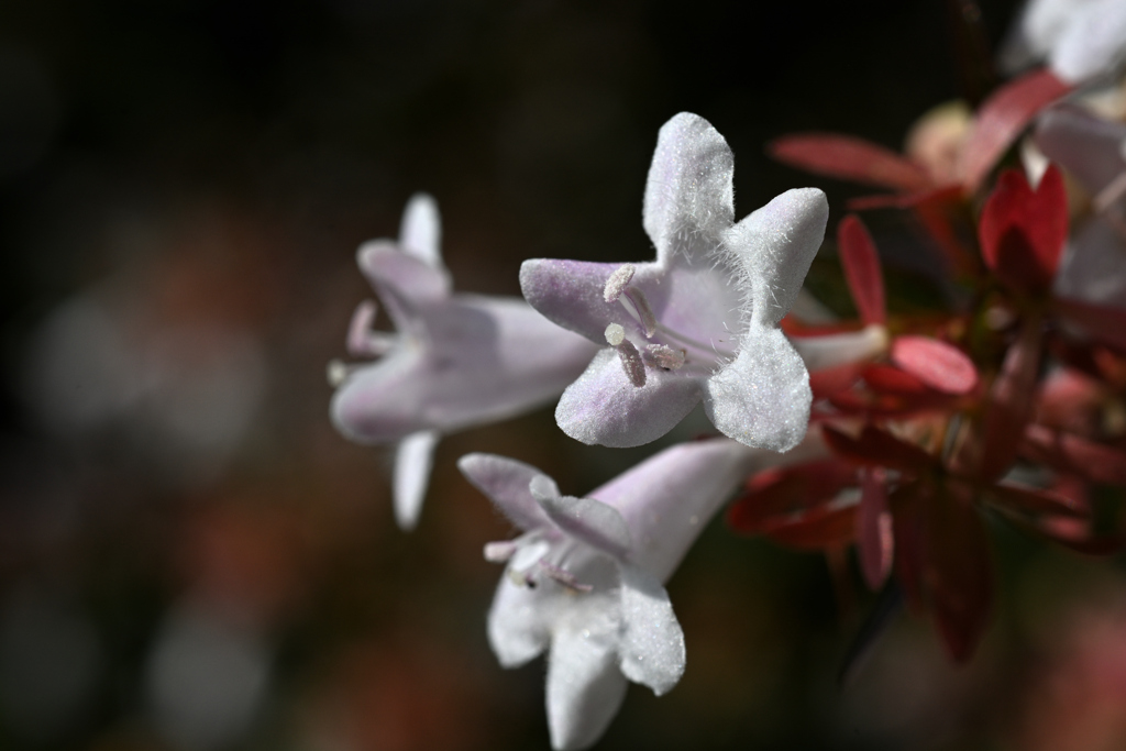 開花期の長い花