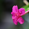 UPで撮ると別の花？