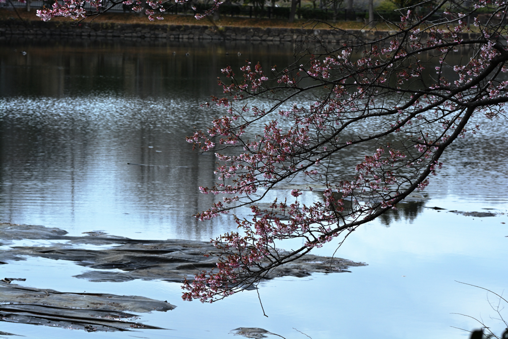 池と寒桜