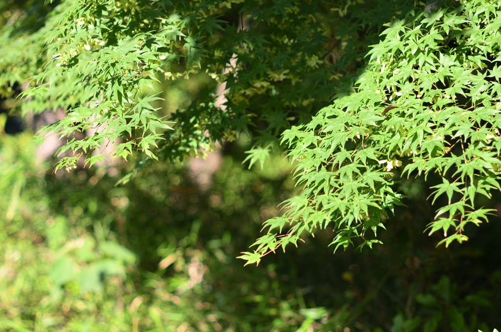 D7K_5924R