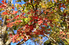 D7K_2043R