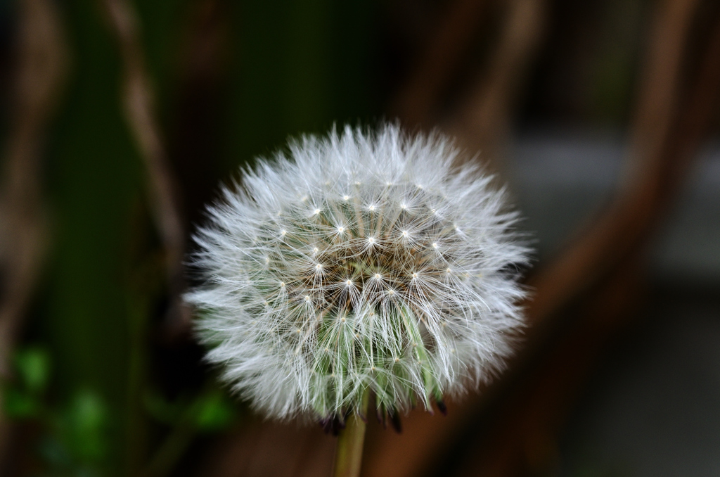 D7K_4893R