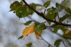 D7K_1481R