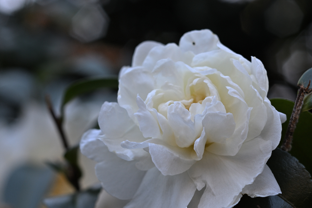 ヘリアータイプ