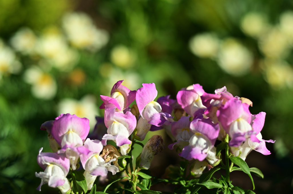 D7K_2922R