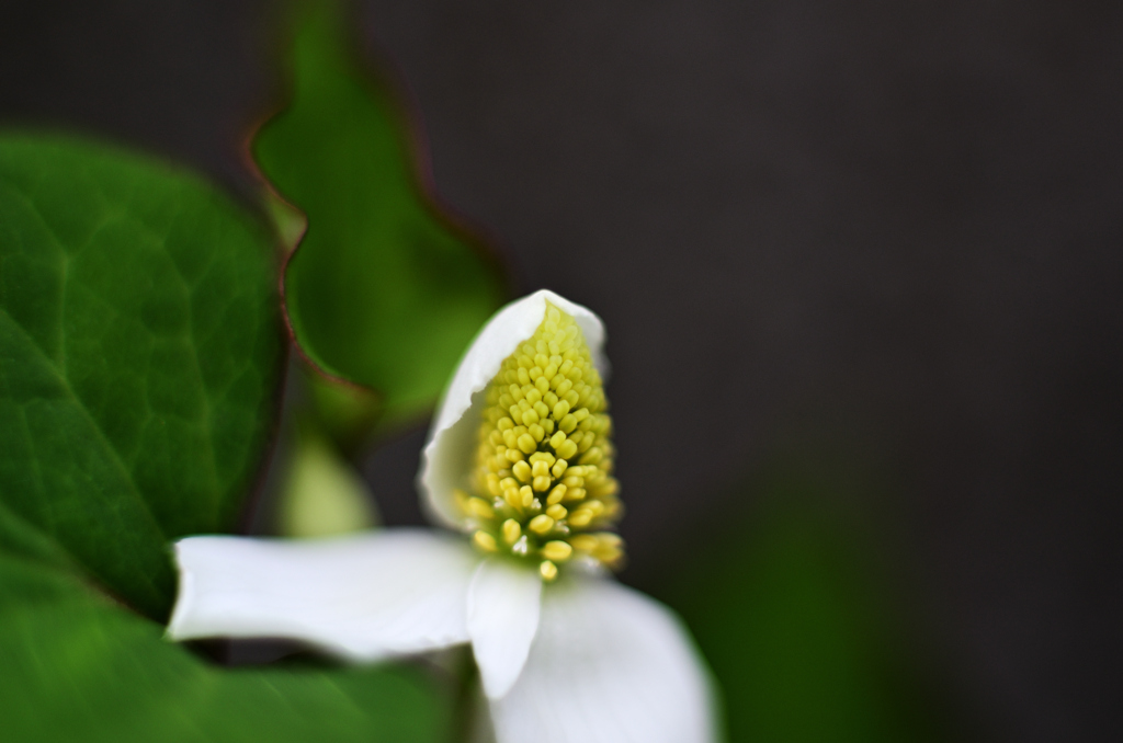開放f1.4で接写してみましたｰ２