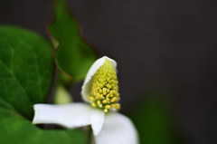 開放f1.4で接写してみましたｰ２