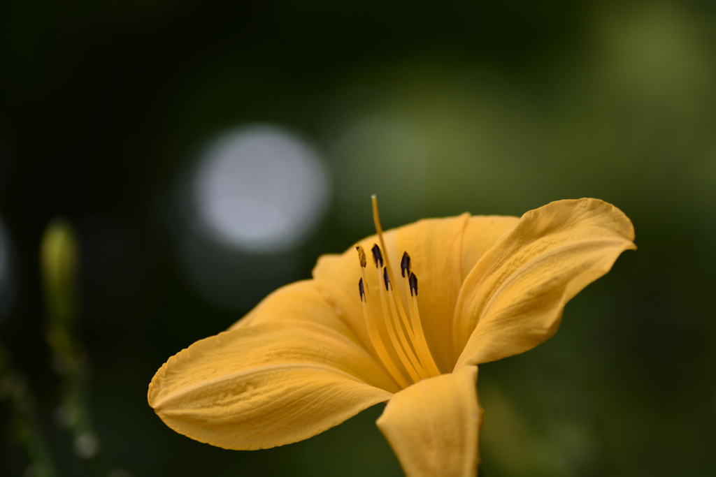 お花のため息