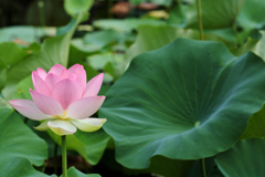 花と葉