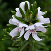 D7K_3604R