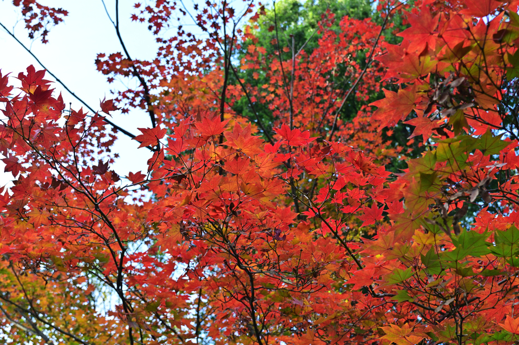 D5K_7549Raw
