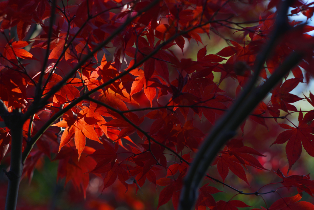 紅炎
