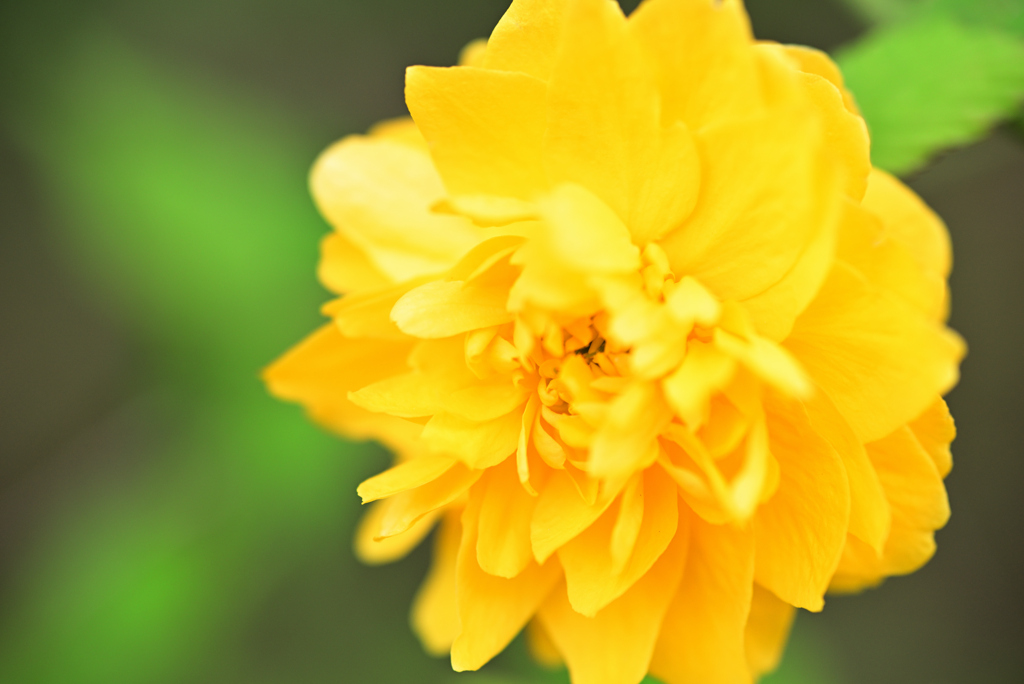 D6H_7179R