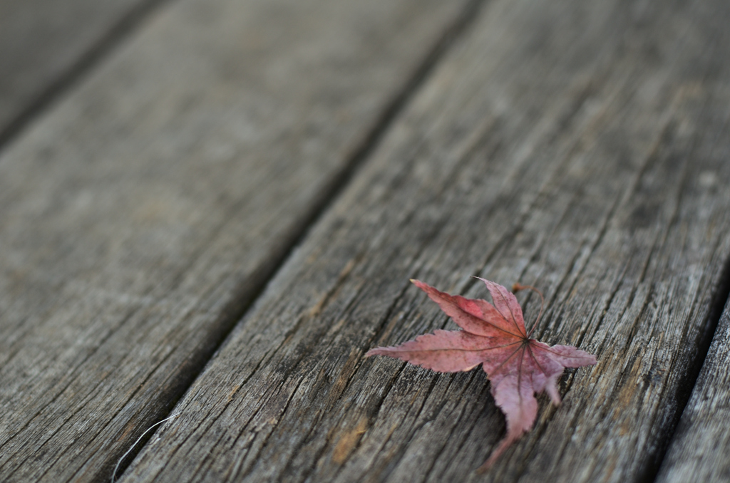  Bokeh ③