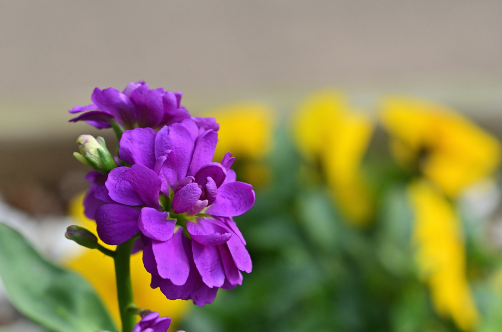 公園散歩　花壇の花