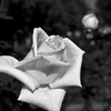 バラ（白黒現像）