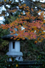 モミジと灯篭