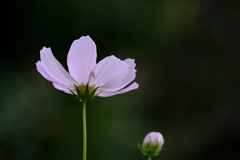 仰げば尊し　秋の花