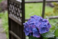木戸と紫陽花