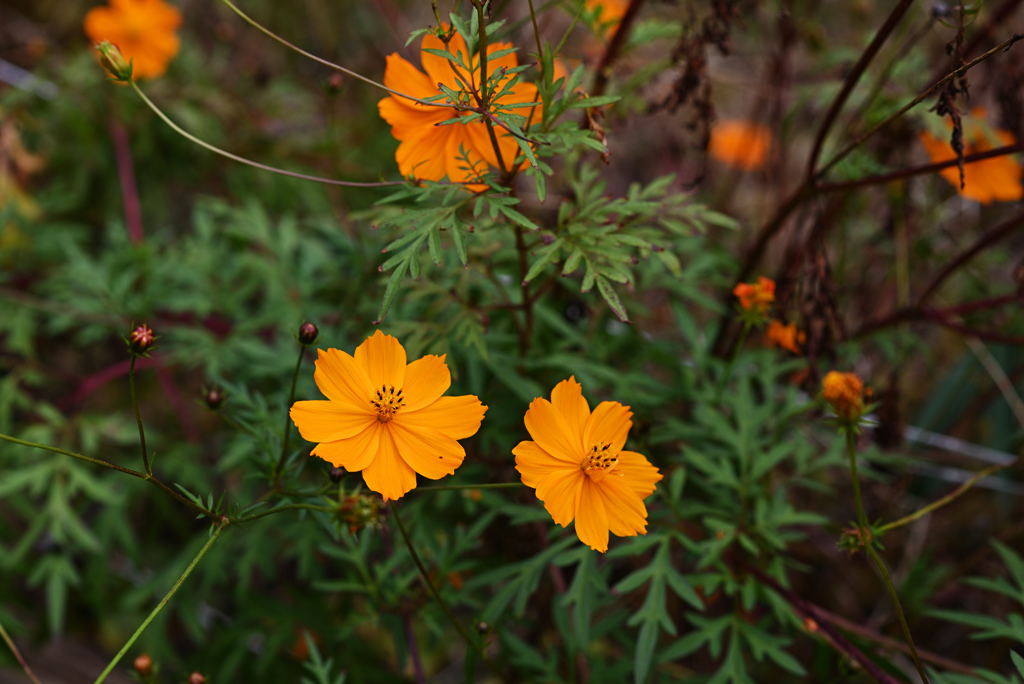 D6H_5729_Raw