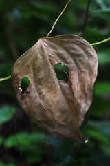 Leaf Mask