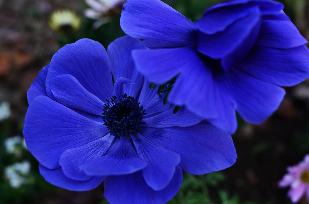 公園の花壇にて