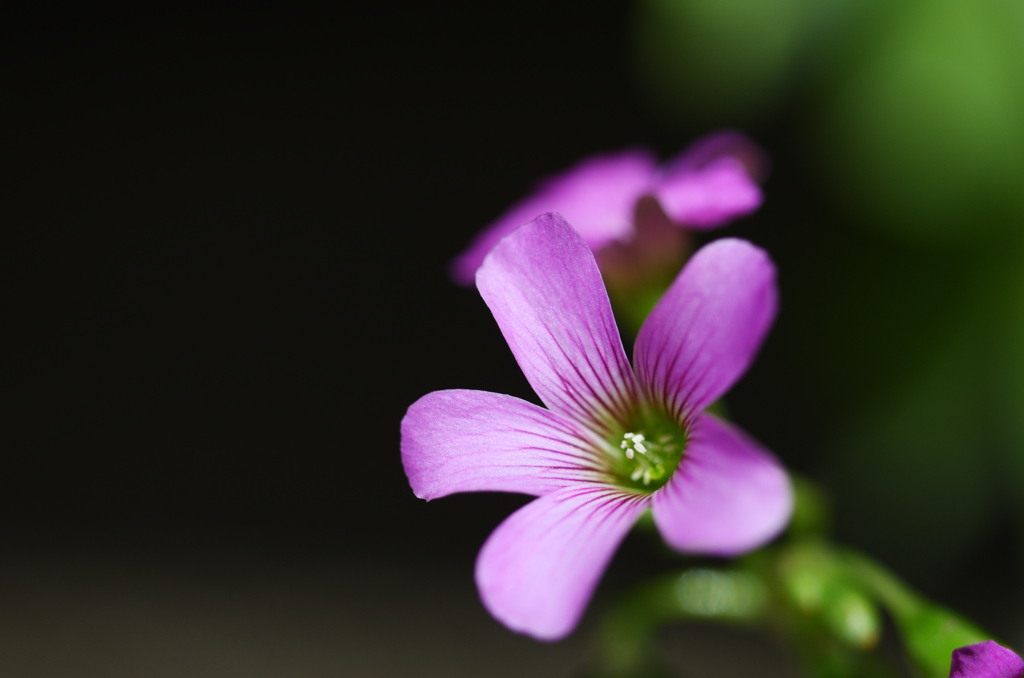 古いレンズで撮ってみた