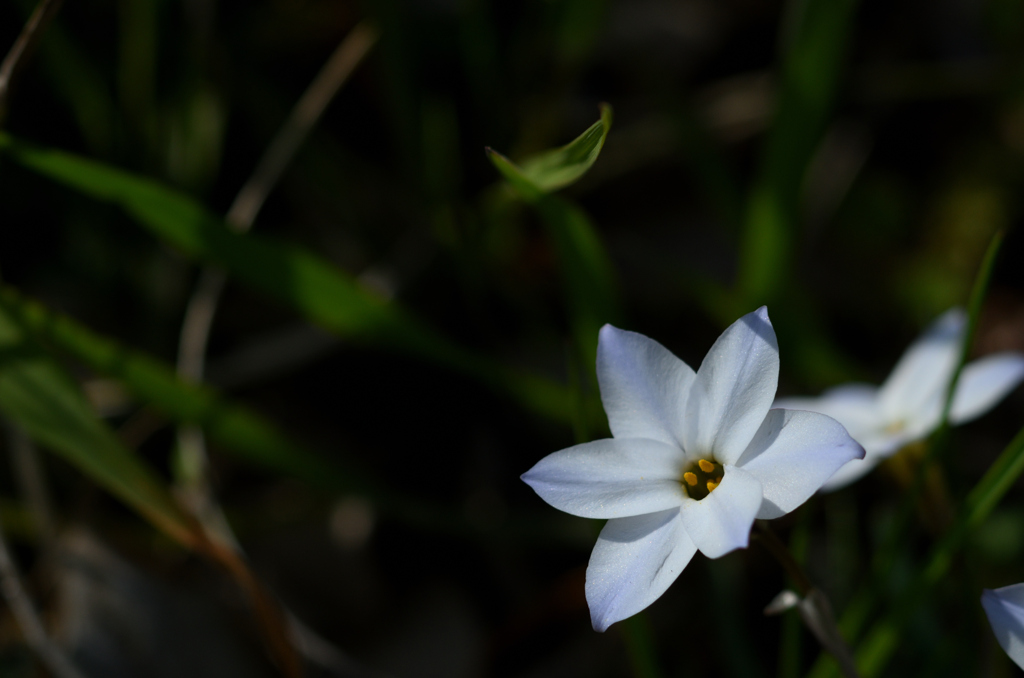 Spring Starflower