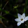 Spring Starflower