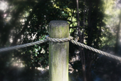 絞りf11でのCI(ソフトスクリーン)効果