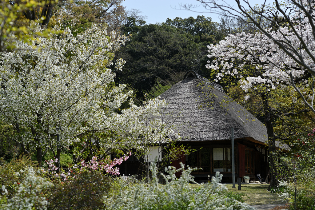 梅が散り　桜咲く