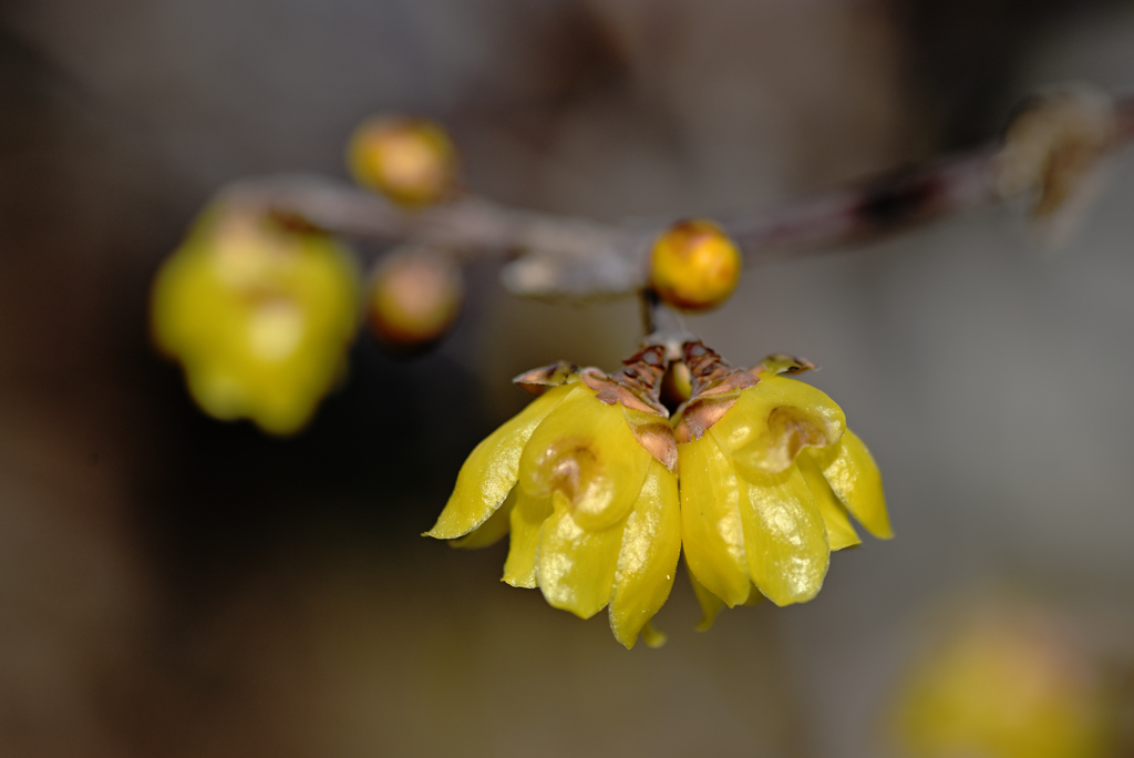 艶でやかに艶やかに