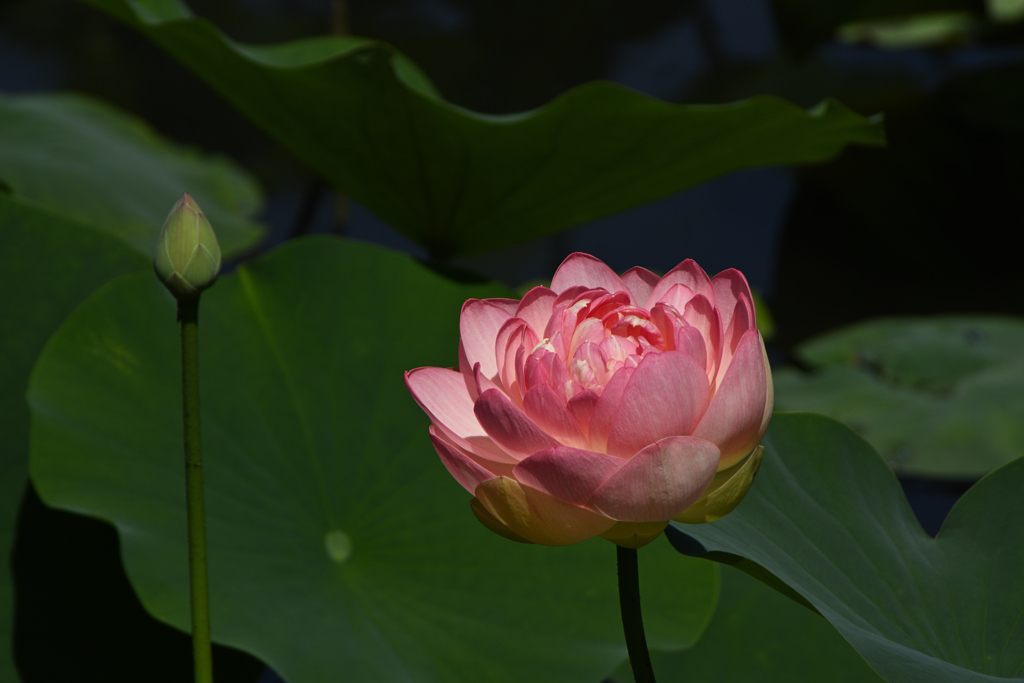 朝のハス池
