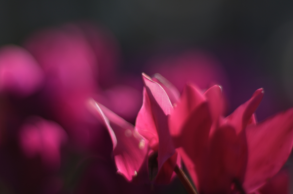 D7K_2873R(f14)