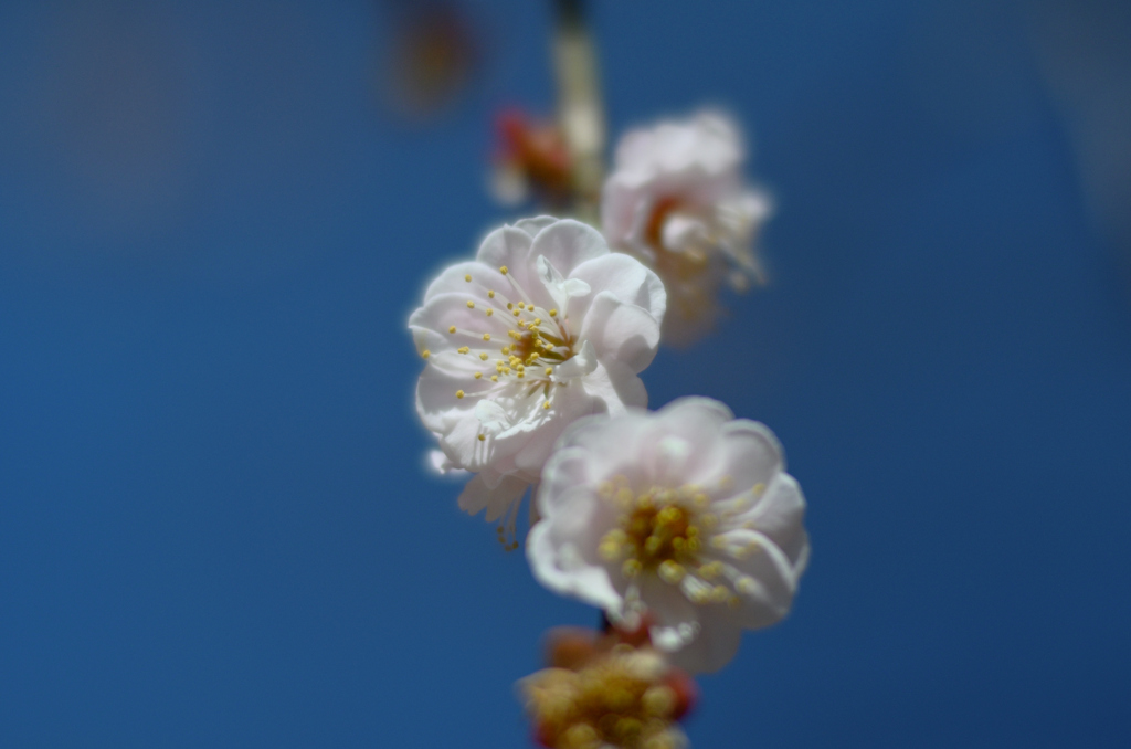 梅とレンズ（開放）