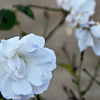 D7K_4077R