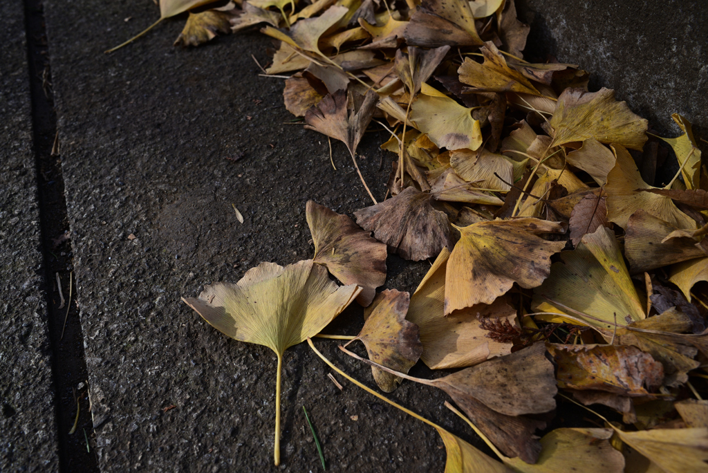 D6H_6739R