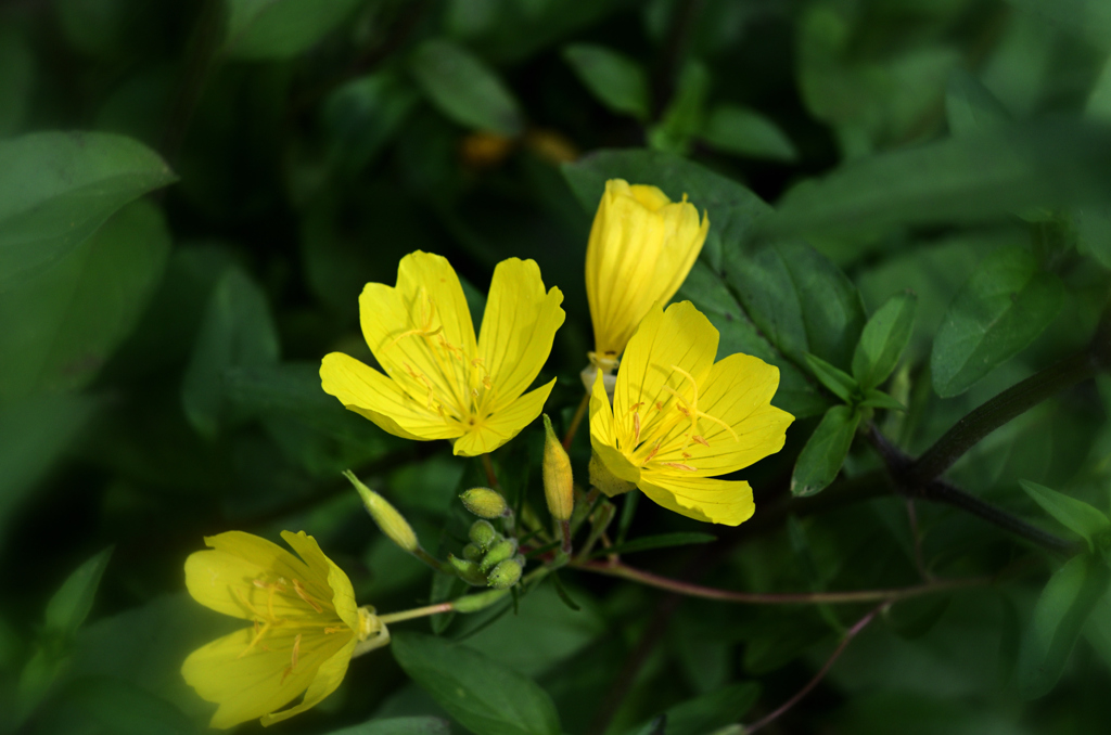 D7K_7406R