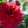 赤いダリア