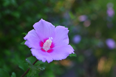 D7K_0145R