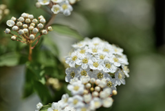 やがて蕾は花となる