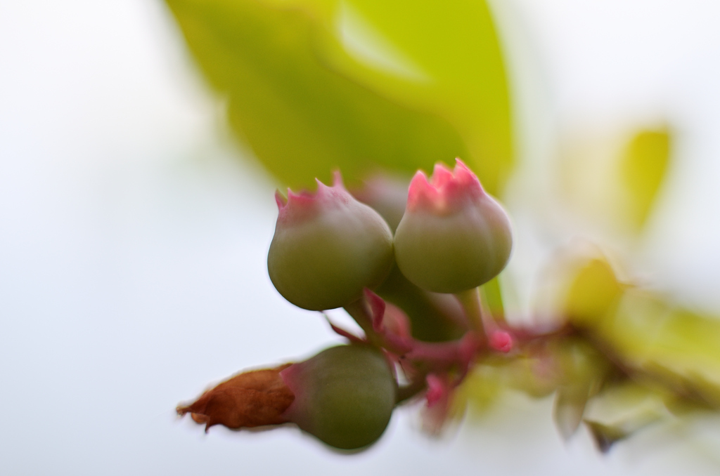 開放f1.4で接写してみましたｰ1