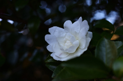 D7K_2854R