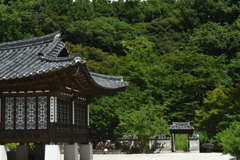 暑さも味方に深緑の壁