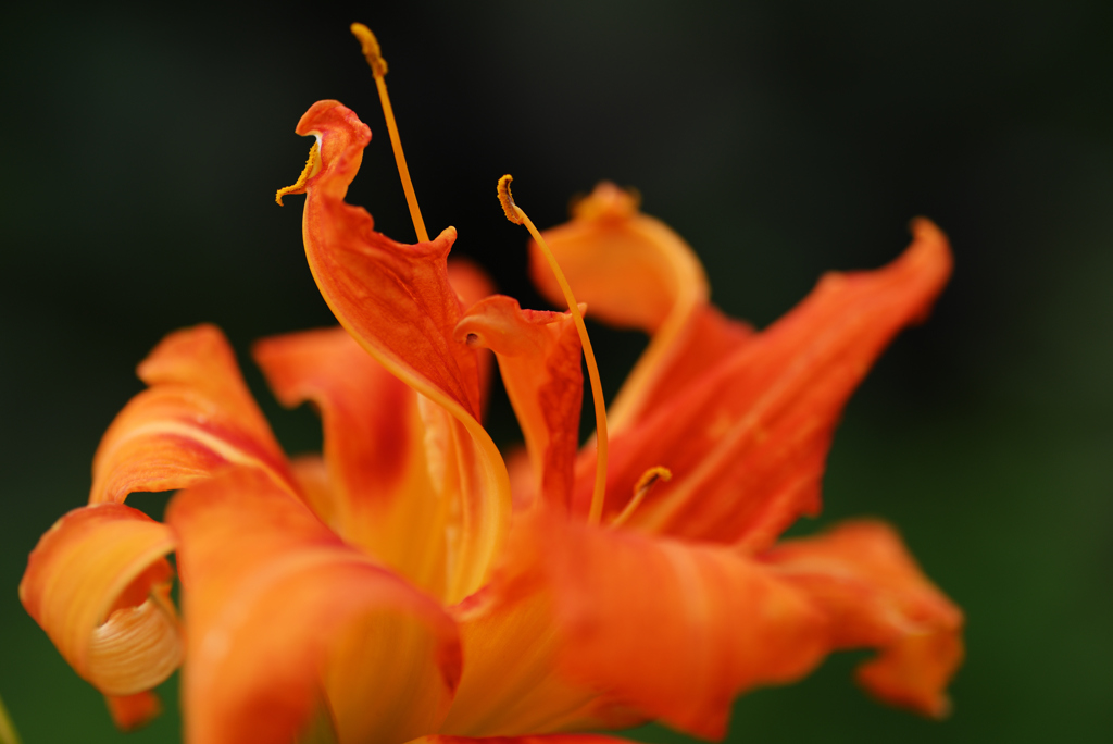 D6H_6343R