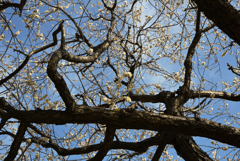 見上げてごらん