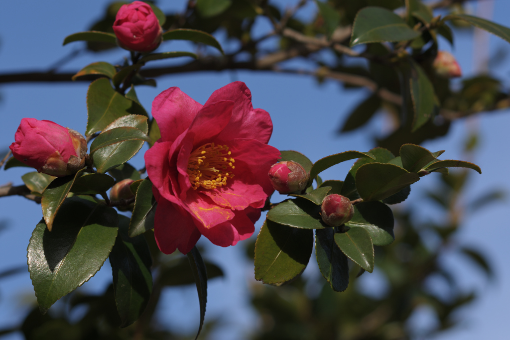 ひそひそ話 -- 来年咲く花たちへ --